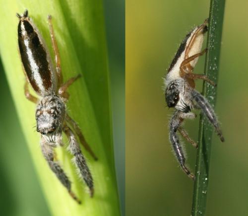 Réf. 45 992 : Mendoza canestrinii