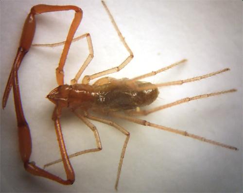 Neobisium tuzetae