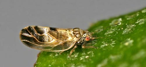 Réf. 45 946 : Cacopsylla fulguralis