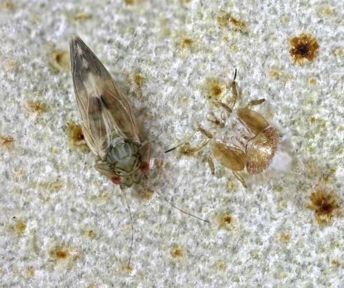 Réf. 45 945 : Cacopsylla fulguralis