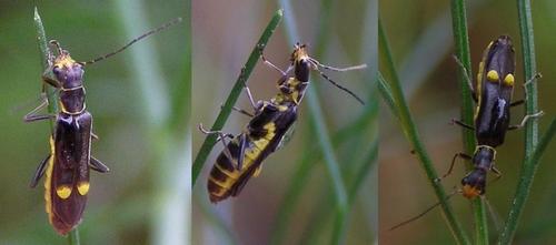 Malthinus scriptus