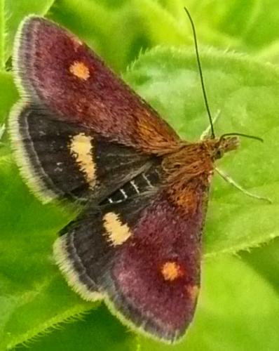 Réf. 45 643 : Pyrausta aurata