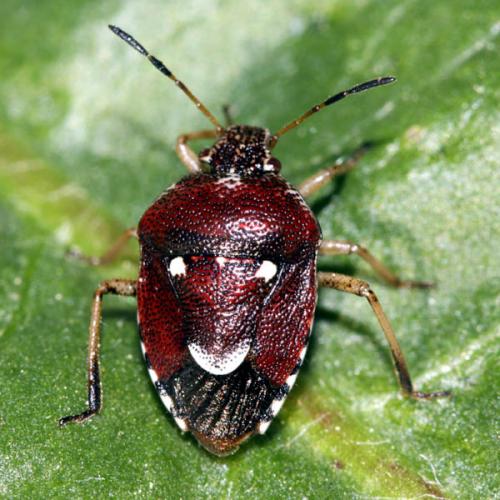 Réf. 45 458 : Stagonomus amoenus
