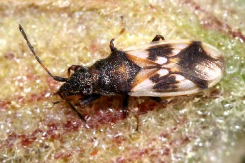 Réf. 45 638 : Macroplax fasciata