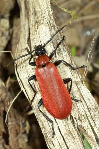 Réf. 45 829 : Pyrochroa coccinea