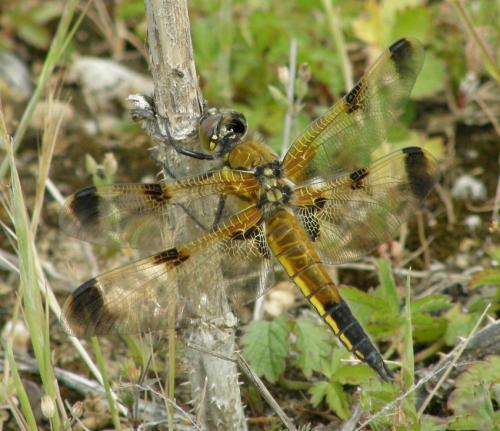 Réf. 45 688 : Libellula quadrimaculata