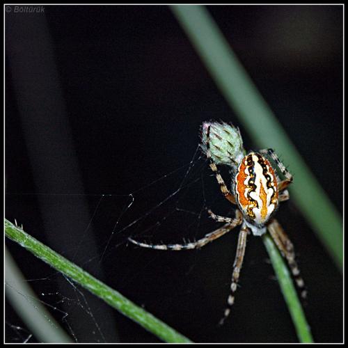 Réf. 45 258 : Aculepeira armida