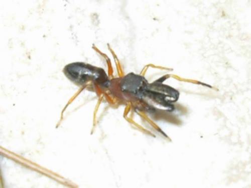 Myrmarachne formicaria