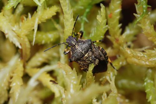 Rhacognathus punctatus