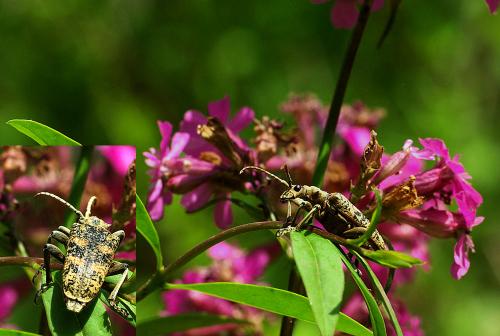 Rhagium sycophanta