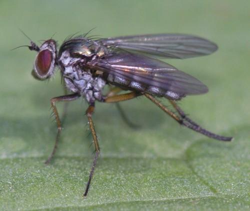 Rhaphium sp.