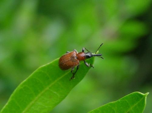 Lasiorhynchites coeruleocephalus