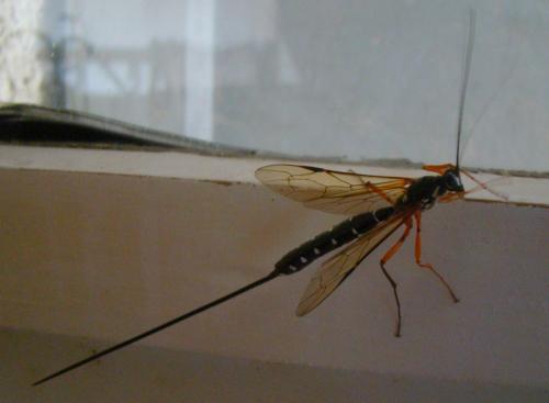 Rhyssa persuasoria