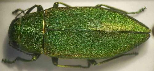 Kisanthobia ariasi