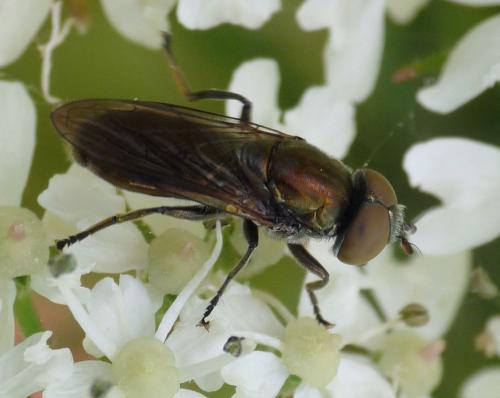Riponnensia splendens