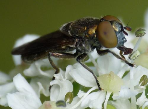 Riponnensia splendens