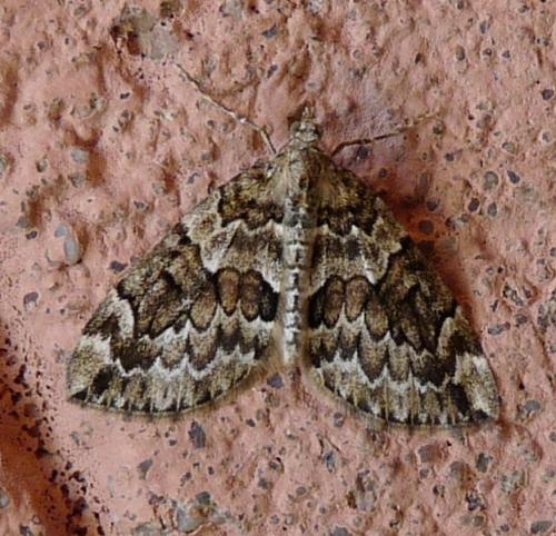 Thera sp.