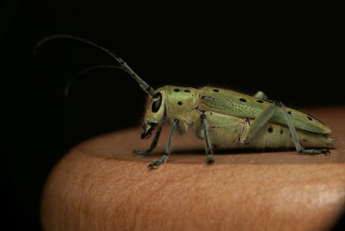 Réf. 45 492 : Saperda punctata