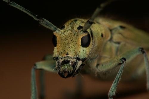 Réf. 45 493 : Saperda punctata