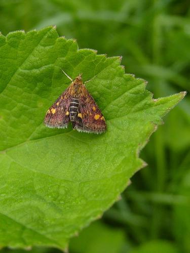 Pyrausta aurata