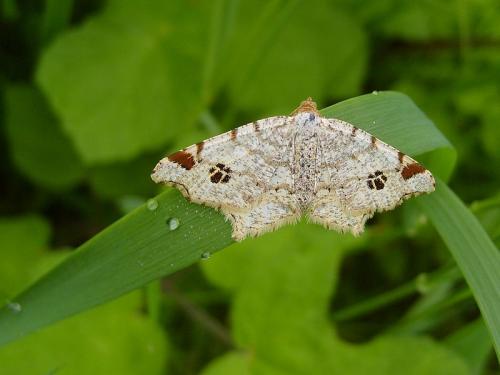 Réf. 45 633 : Macaria notata