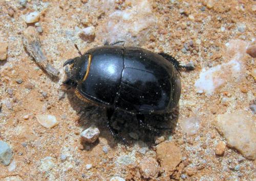 Réf. 45 013 : Pactolinus major