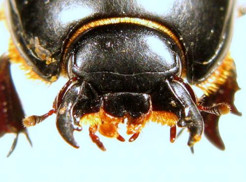 Réf. 45 015 : Pactolinus major