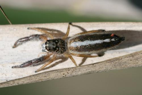 Réf. 45 975 : Mendoza canestrinii