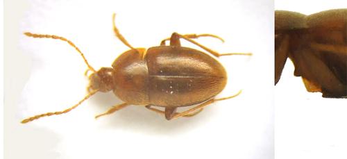 Réf. 45 122 : Speonomus piochardi