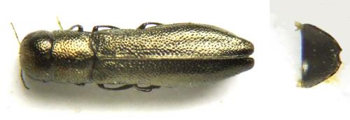 Réf. 45 989 : Cylindromorphus parallelus