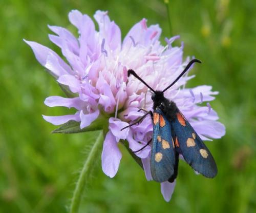 Réf. 45 136 : Zygaena sp.