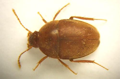 Speonomus infernus