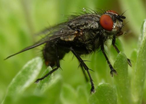 Sarcophaga sp.