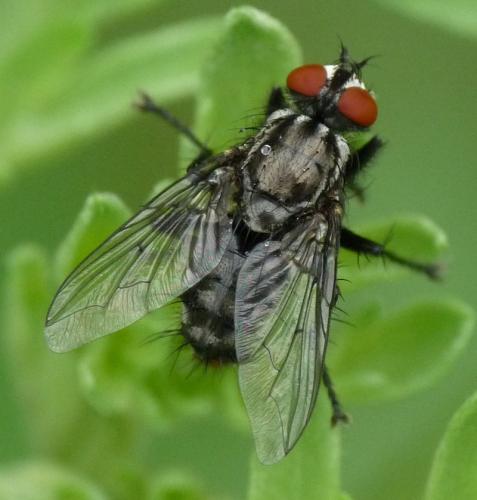 Sarcophaga sp.