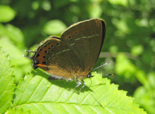 Réf. 45 549 : Satyrium pruni