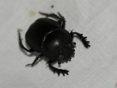 Réf. 45 859 : Scarabaeus typhon