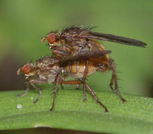 Scathophaga furcata
