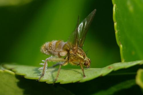 Scathophaga stercoraria