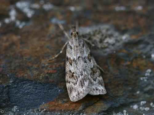 Réf. 45 479 : Scoparia ambigualis