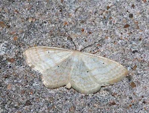 Réf. 45 650 : Scopula immutata