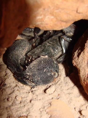 Pandinus gambiensis