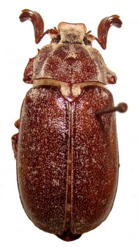 Réf. 45 375 : Polyphylla sicardi