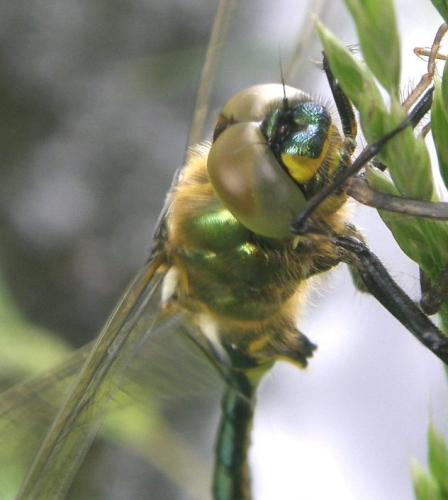 Somatochlora metallica