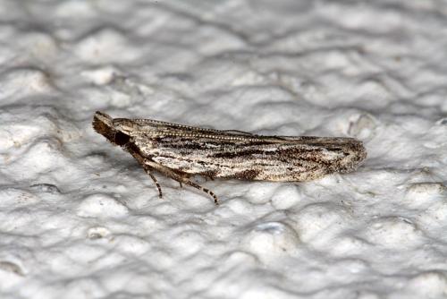 Réf. 45 656 : Anarsia lineatella