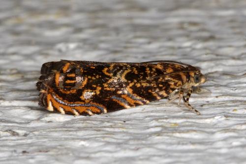 Enarmonia formosana