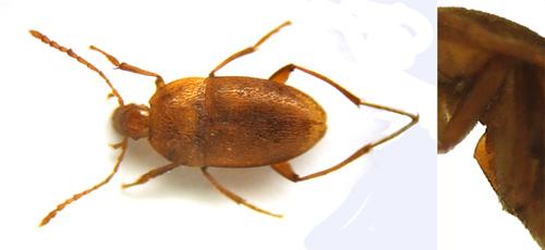 Réf. 45 348 : Speonomus curvipes