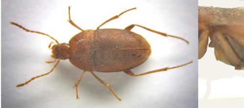 Réf. 45 125 : Speonomus diecki