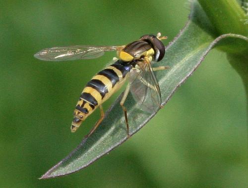 Réf. 45 809 : Sphaerophoria sp.