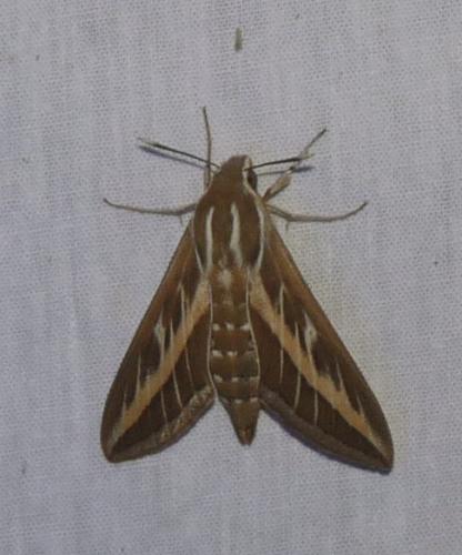 Hyles livornica