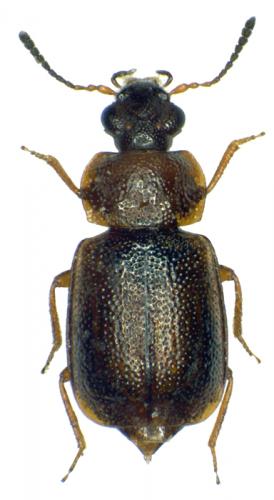 Omaliinae